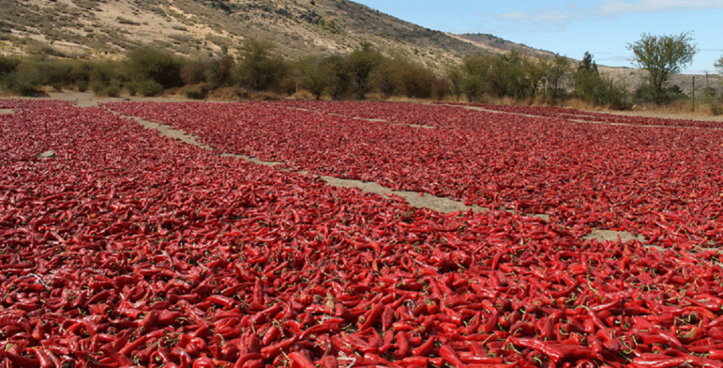 sun dried natural chillies